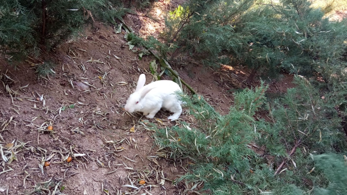 4 EKİM HAYVANLARI KORUMA GÜNÜ